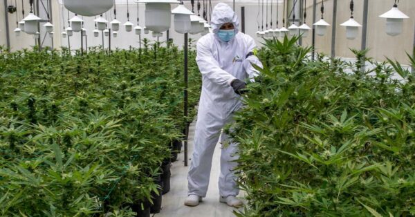 cultivos de cannabis medicinal en Colombia