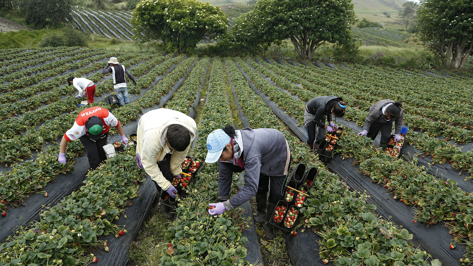 Agricultura por Contrató finalizó con más de $15 mil millones en expectativas de negocio Agricultura por contrato en Cartagena
