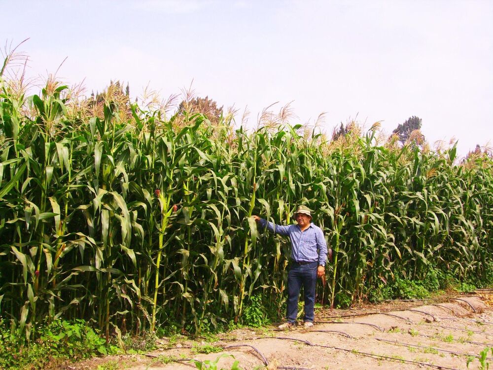 Expectativas de ventas por más de 38 mil toneladas de maíz y soya en Córdoba Cultivos de maíz en Colombia