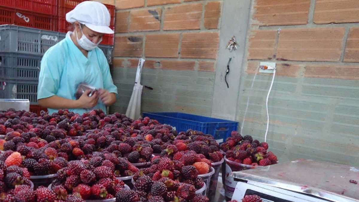 Hit Social apoya capacitación de jóvenes como técnicos agrícolas del Sena Hit Social apoya capacitación de jóvenes como técnicos agrícolas del Sena