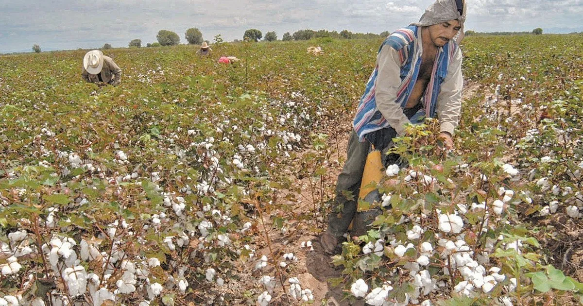 Siguen creciendo exportaciones del agro colombiano Cultivos en Colombia