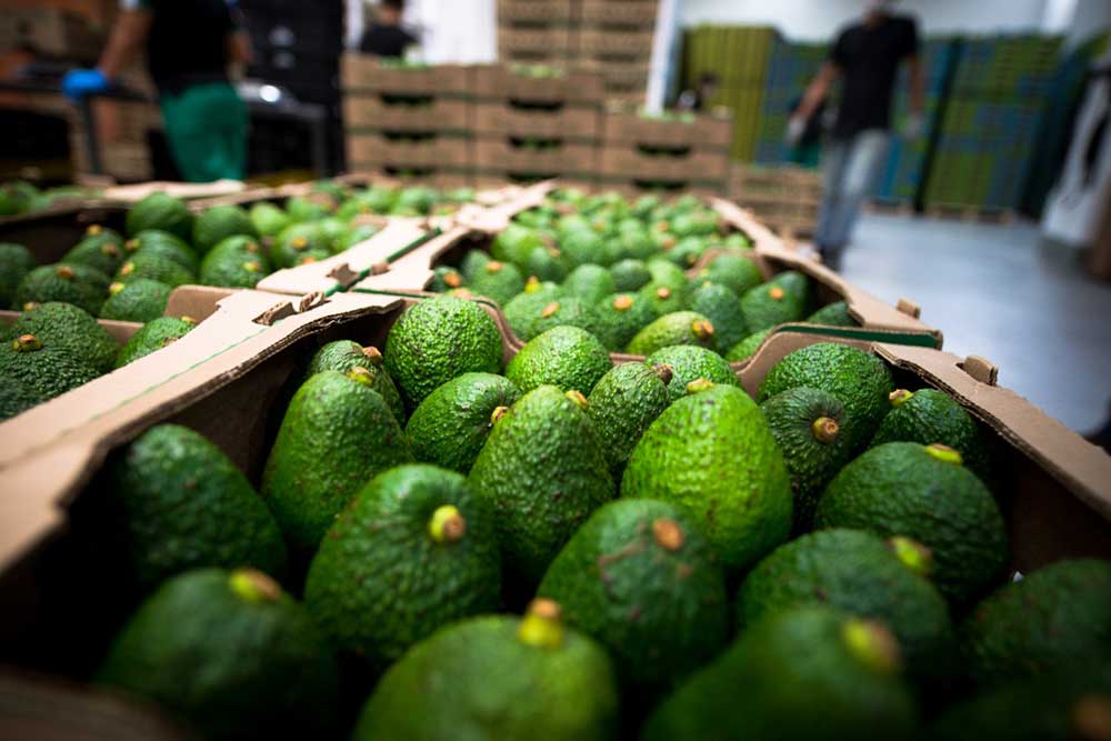 Chile abre las puertas al aguacate Hass colombiano aguacate Hass en Colombia