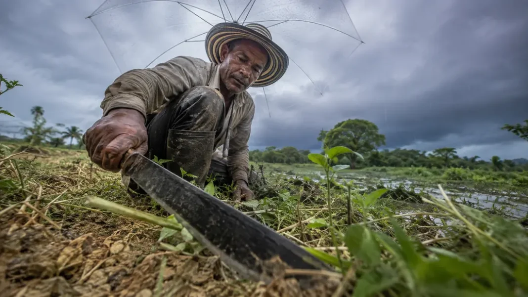 Seguro contra El Niño: Córdoba y Sucre tendrán el 77 % de los cupos para pequeños productores Productor del Caribe trabaja con un machete en primer plano bajo un paraguas transparente, mientras se aproxima una lluvia intensa.
