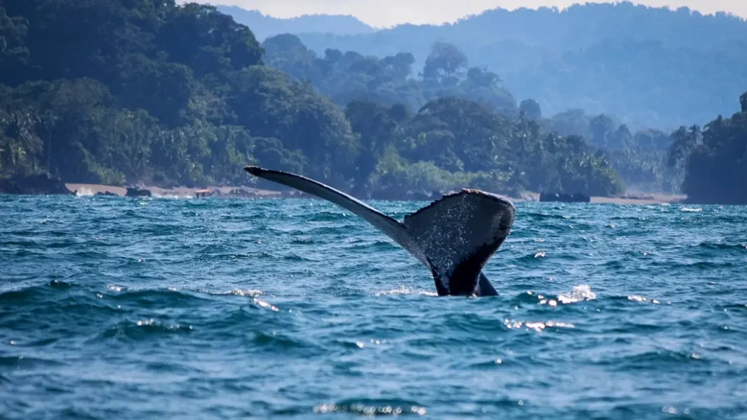 Nuquí y Bahía Solano: el potencial turístico del Chocó frente a la promesa de los ‘Pueblos Milagro’ Cola de una ballena jorobada emerge del mar frente a la selva del Pacífico colombiano
