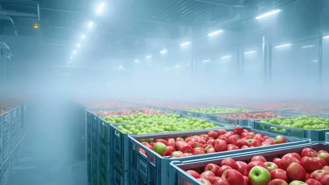 Manzanas europeas buscan más espacio en Colombia: exportaciones llegaron a 26.375 toneladas Cajas de manzanas rojas y verdes almacenadas en una cámara frigorífica