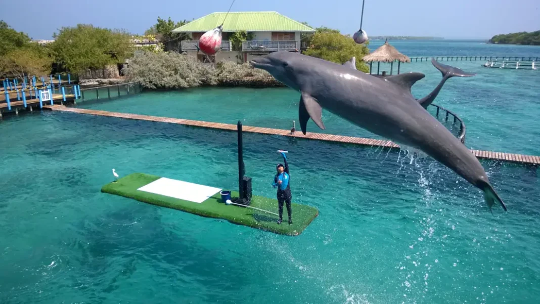 Delfines durante una exhibición en un recinto turístico de la zona insular de Cartagena